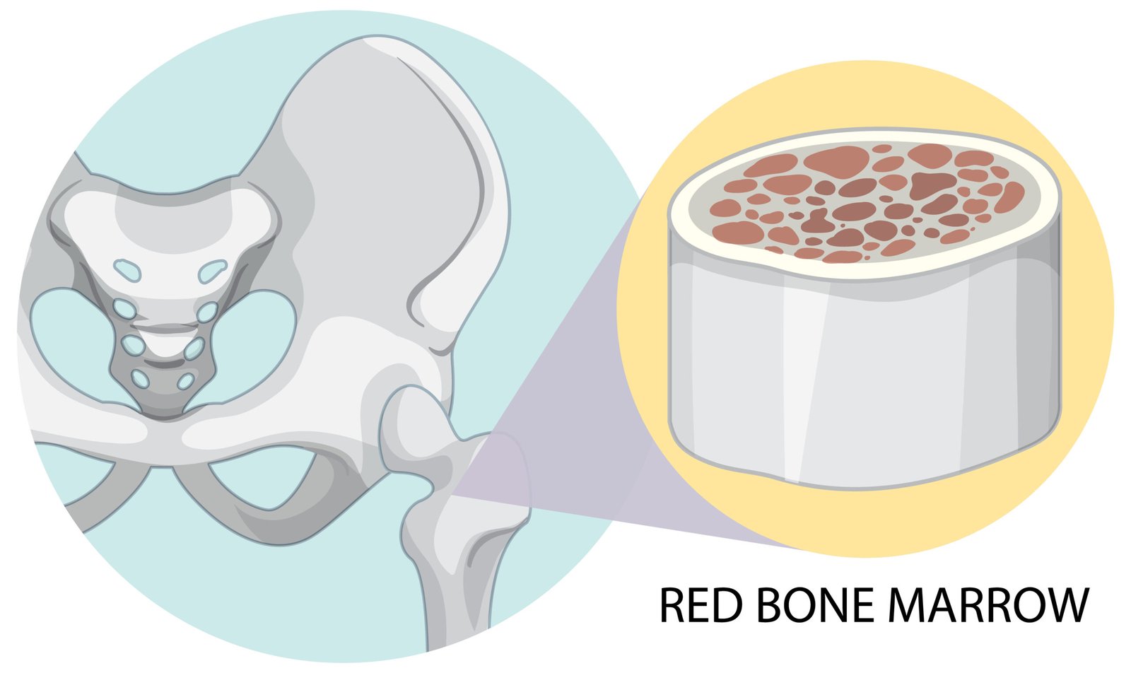 Bone Marrow Transplant