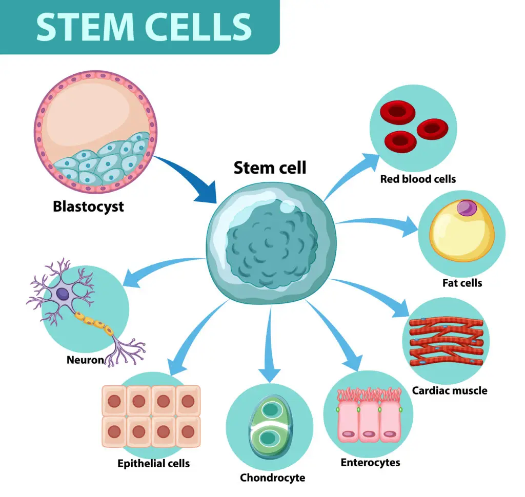 Stem Cell Therapy for Anti-Aging: Your Questions Answered 242 Stem Cells Therapy