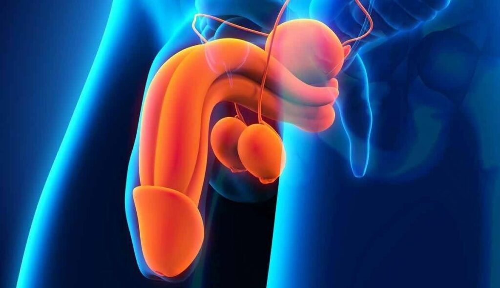 What Is Penoplasty