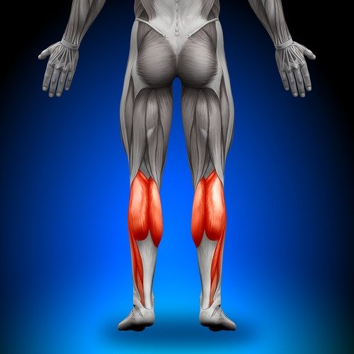Detailed anatomical diagram illustrating male calf augmentation and muscle enhancement